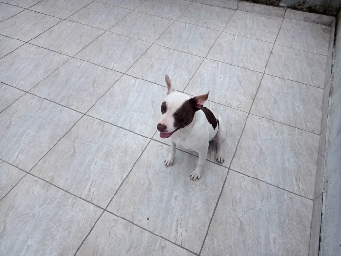 Cachorro ra a Pit-Bull idade 1 ano nome Amora