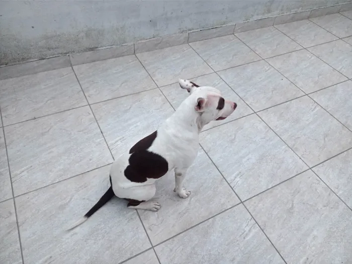 Cachorro ra a Pit-Bull idade 1 ano nome Amora