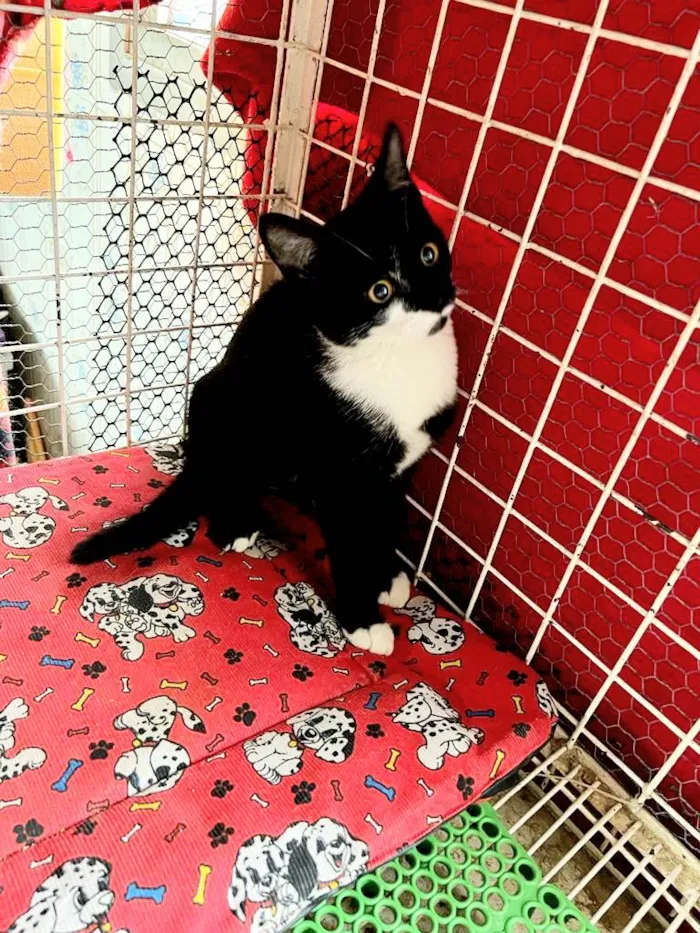 Gato raça Frajola idade 2 a 6 meses nome Maya