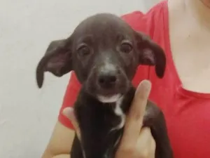 Cachorro raça SRD-ViraLata idade 2 a 6 meses nome Sofia