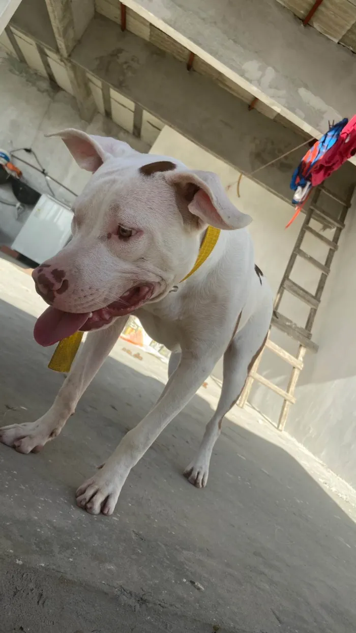 Cachorro raça Pit-Bull idade 1 ano nome Maya