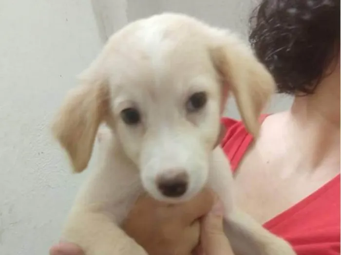 Cachorro ra a SRD-ViraLata idade 2 a 6 meses nome Branca de Neve