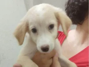 Cachorro raça SRD-ViraLata idade 2 a 6 meses nome Branca de Neve
