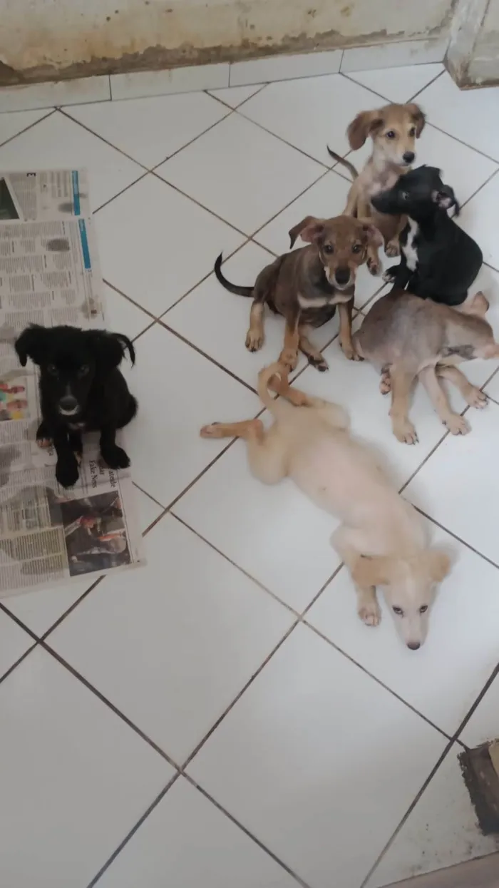 Cachorro ra a SRD-ViraLata idade 2 a 6 meses nome Rapunzel