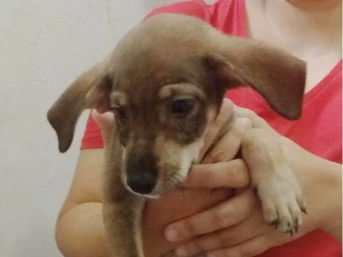 Cachorro ra a SRD-ViraLata idade 2 a 6 meses nome Rapunzel
