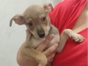 Cachorro raça SRD-ViraLata idade  nome Príncipe