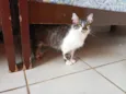 Gato raça SRD idade 1 ano nome Gatinha