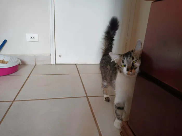 Gato raça SRD idade 1 ano nome Gatinha