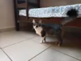 Gato raça SRD idade 1 ano nome Gatinha