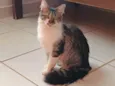 Gato raça SRD idade 1 ano nome Gatinha