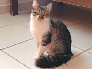 Gato raça SRD idade 1 ano nome Gatinha