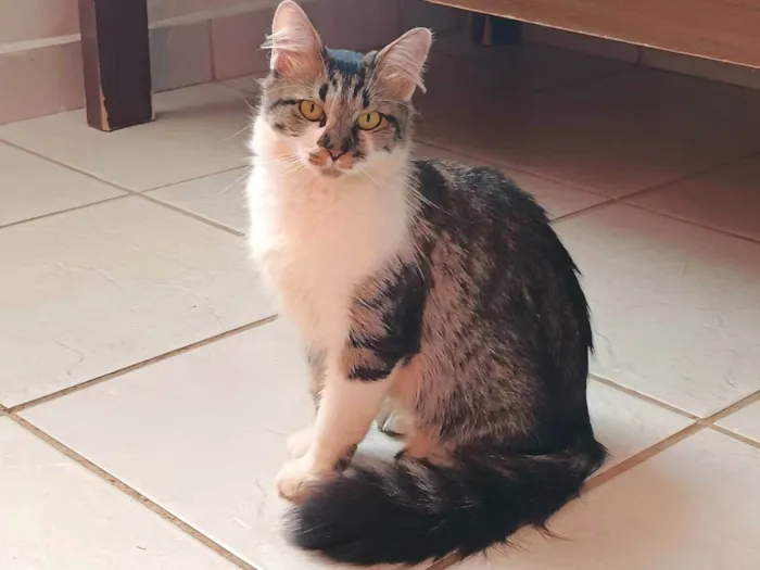 Gato raça SRD idade 1 ano nome Gatinha