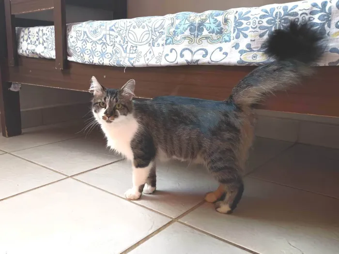 Gato raça SRD idade 1 ano nome Gatinha