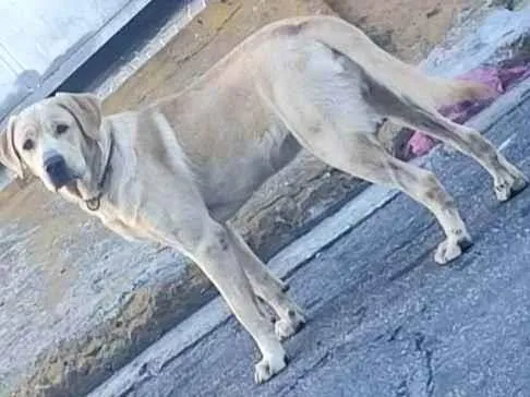 Cachorro ra a Labrador  idade 3 anos nome Não Sei 