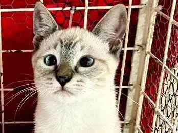 Gato raça Siamês idade 2 a 6 meses nome Sushi