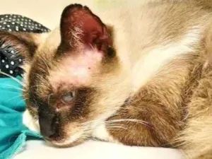 Gato raça srd idade 6 ou mais anos nome Donut