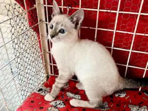 Gato raça Siamês idade 2 a 6 meses nome Hashi