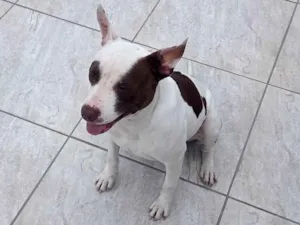 Cachorro raça Pit-Bull idade 1 ano nome Amora