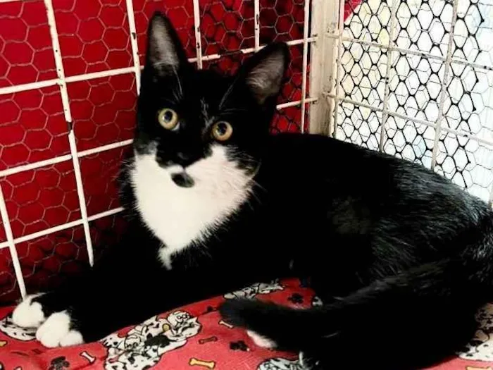 Gato raça Frajola idade 2 a 6 meses nome Maya