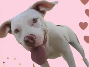 Cachorro raça Pit-Bull idade 1 ano nome Maya