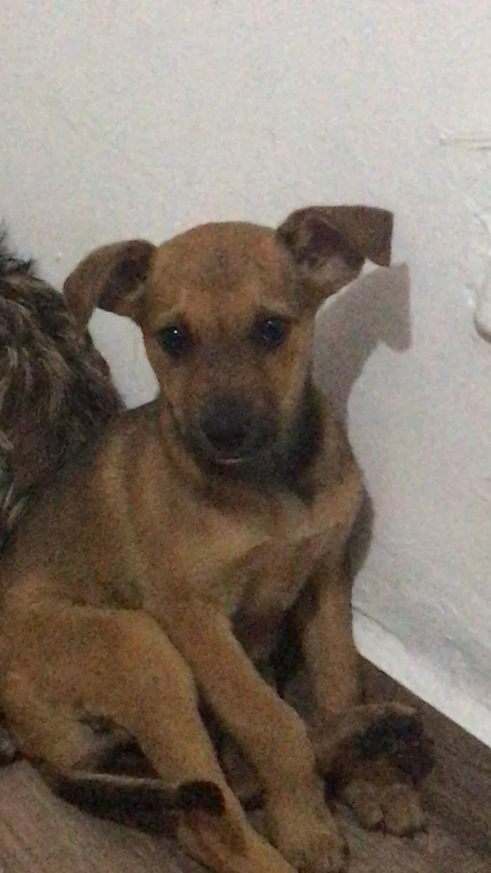 Cachorro ra a SRD-ViraLata idade 2 a 6 meses nome Sem nome 