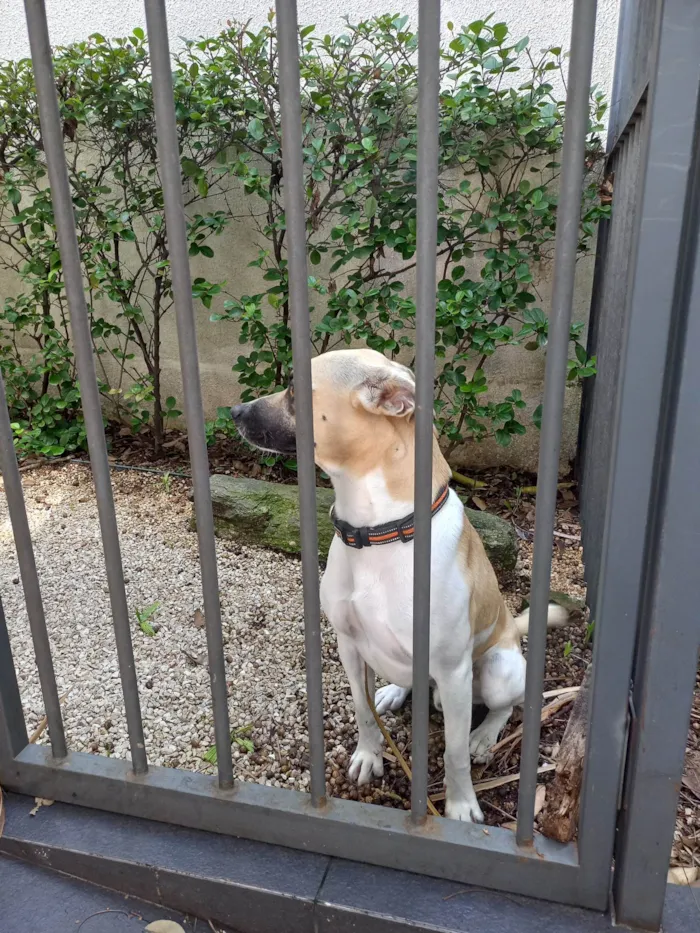 Cachorro ra a SRD-ViraLata idade 1 ano nome Desconhecido 