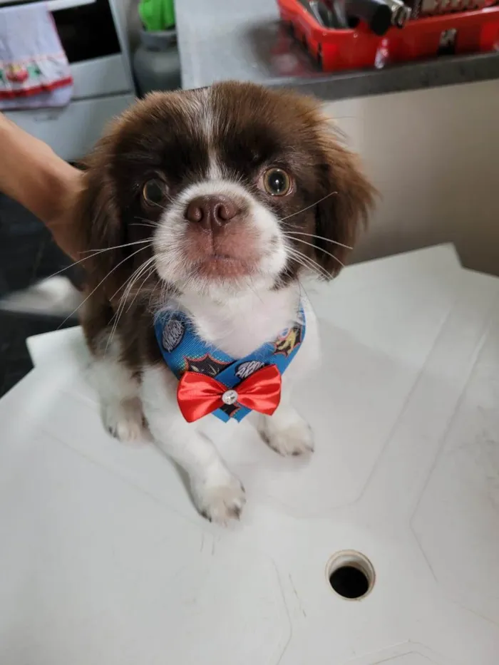 Cachorro raça Shitzu idade 7 a 11 meses nome Davi