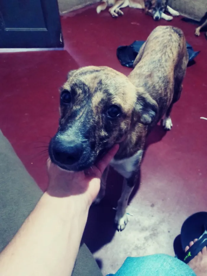 Cachorro ra a Vila lata  idade 7 a 11 meses nome Lua ??