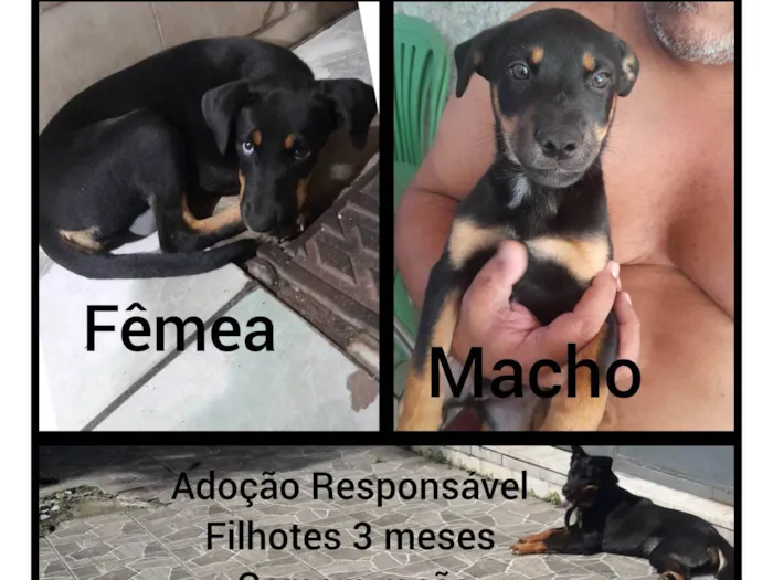 Cachorro ra a RND idade 2 a 6 meses nome Sem nome