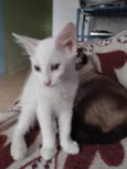 Mimo