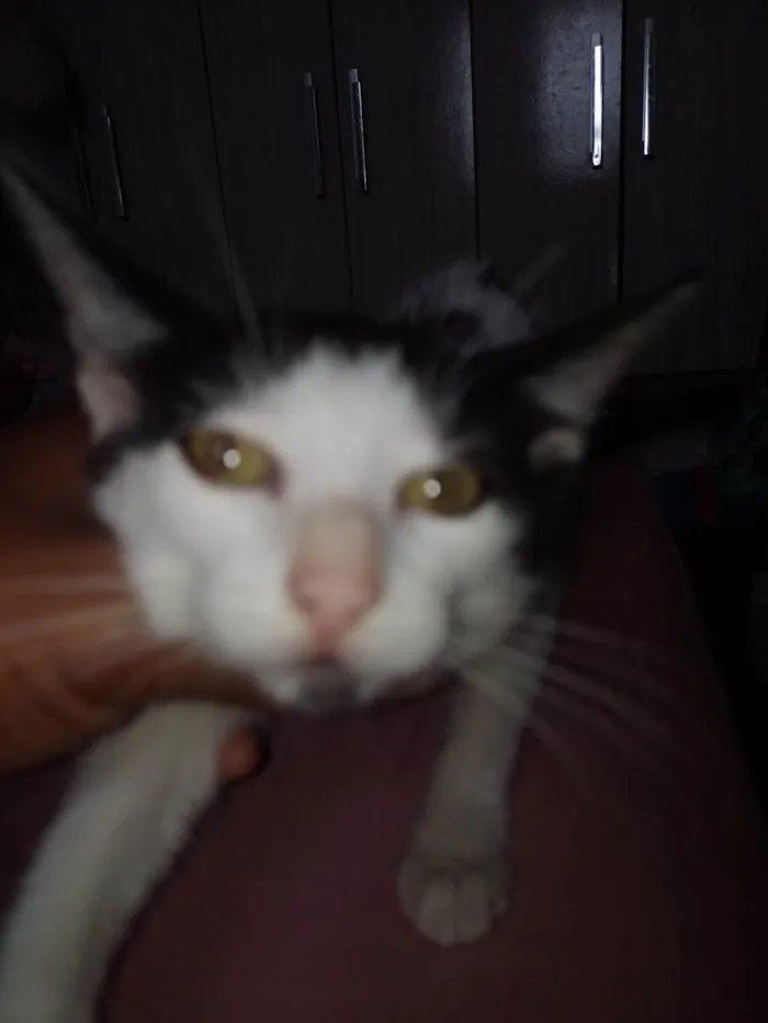 Gato ra a SRD-ViraLata idade 2 a 6 meses nome Carinhosa e medrosa