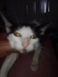 Carinhosa e medrosa