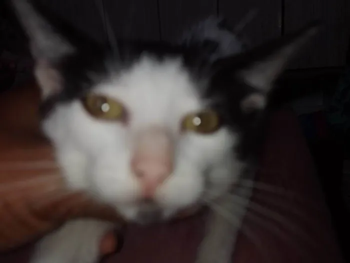 Gato ra a SRD-ViraLata idade 2 a 6 meses nome Carinhosa e medrosa