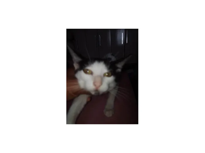 Gato ra a SRD-ViraLata idade 2 a 6 meses nome Carinhosa e medrosa