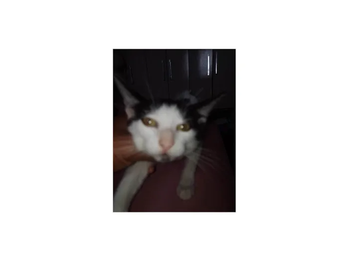 Gato ra a SRD-ViraLata idade 2 a 6 meses nome Carinhosa e medrosa