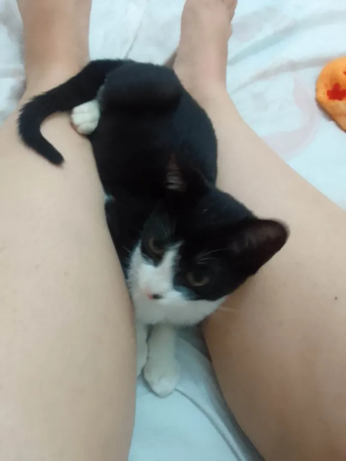 Gato ra a SRD-ViraLata idade 2 a 6 meses nome Lemmy