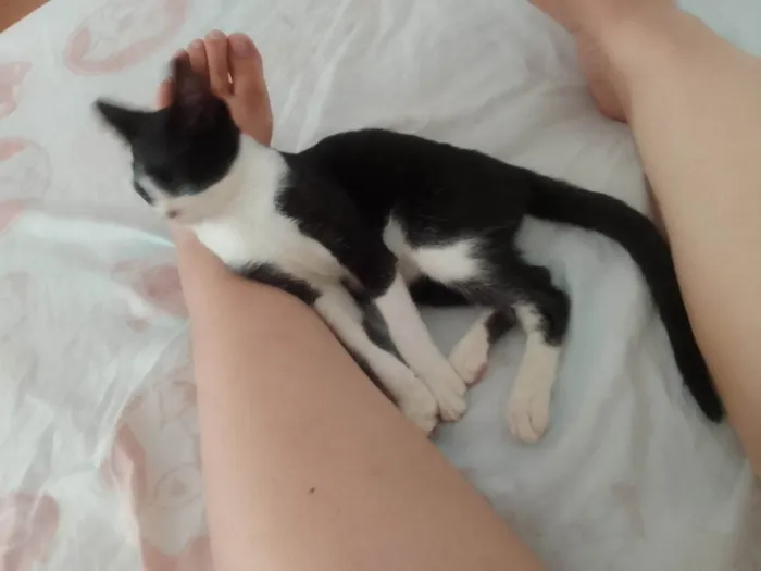 Gato ra a SRD-ViraLata idade 2 a 6 meses nome Lemmy