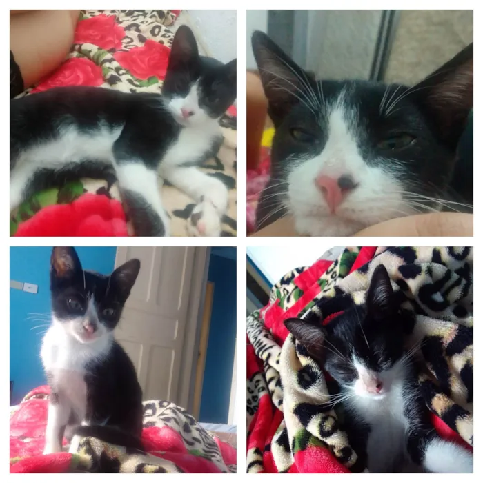 Gato ra a SRD-ViraLata idade 2 a 6 meses nome Lemmy