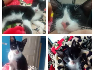 Gato raça SRD-ViraLata idade 2 a 6 meses nome Lemmy