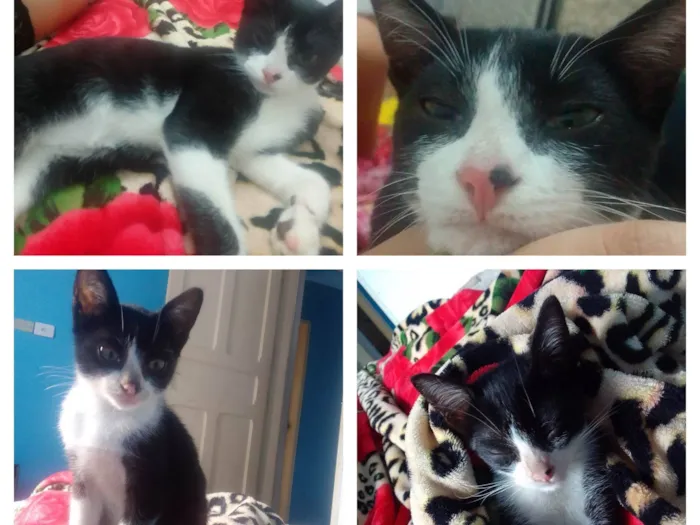 Gato ra a SRD-ViraLata idade 2 a 6 meses nome Lemmy