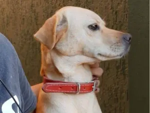 Cachorro raça Indefinida idade 6 ou mais anos nome Paçoca