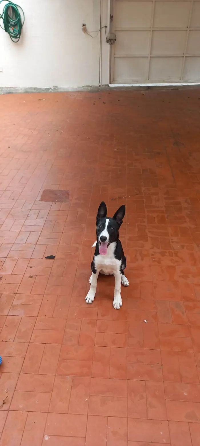 Cachorro raça Border collie idade 2 a 6 meses nome Pipoca