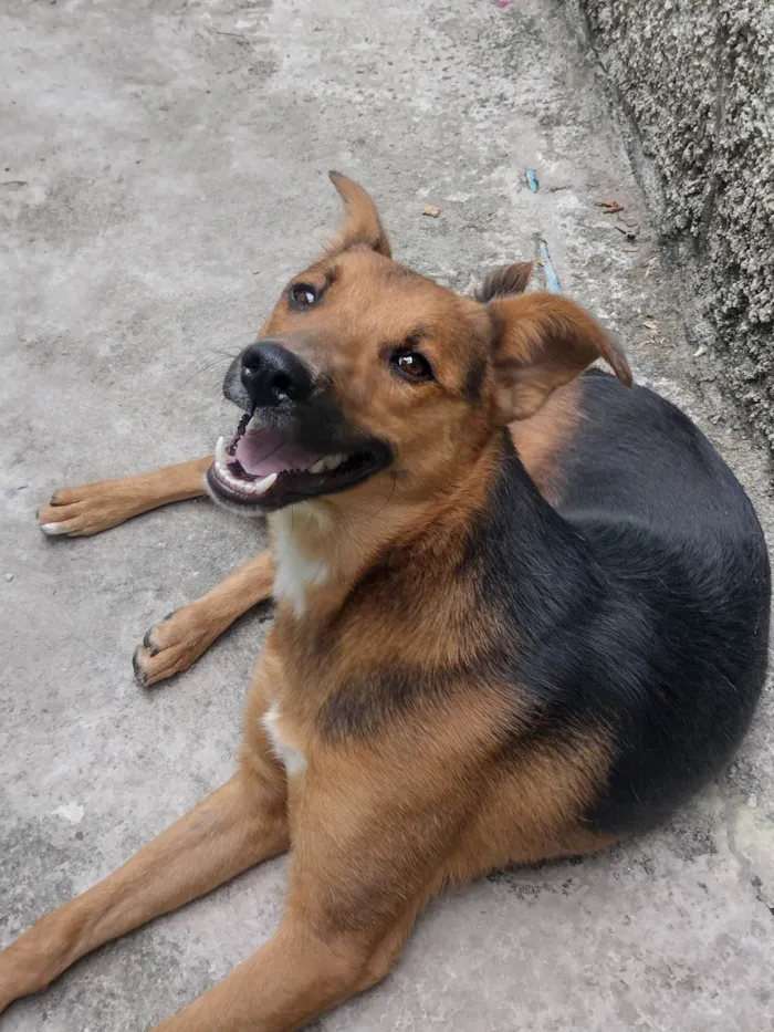 Cachorro raça SRD-ViraLata idade 1 ano nome Jordan