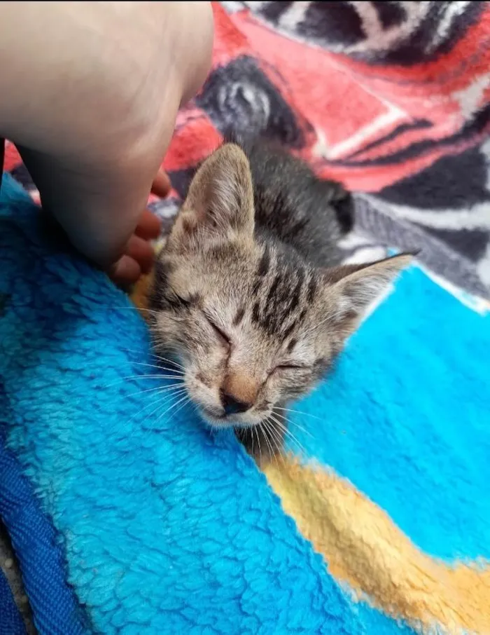 Gato ra a SRD-ViraLata idade Abaixo de 2 meses nome Sem nome..