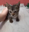 Mel