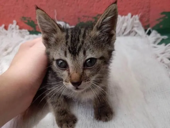 Gato ra a SRD-ViraLata idade 2 a 6 meses nome Mel