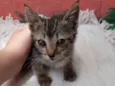 Mel
