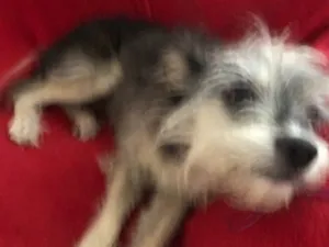 Cachorro raça SRD-ViraLata idade 1 ano nome Pulguinha