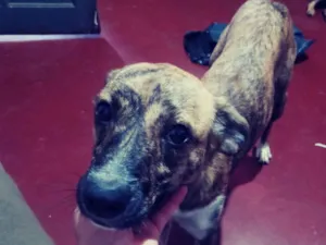 Cachorro raça Vila lata  idade 7 a 11 meses nome Lua ??