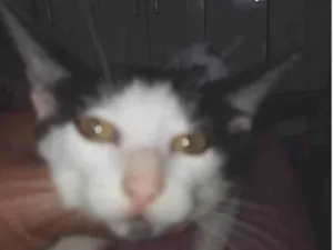 Gato raça SRD-ViraLata idade 2 a 6 meses nome Carinhosa e medrosa